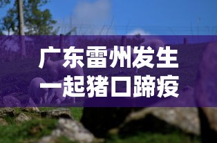 广东雷州发生一起猪口蹄疫疫情:雷州猪肉最近新闻