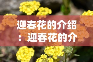迎春花的介绍:迎春花的介绍和寓意